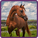 Horse_Icon