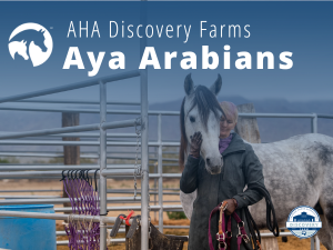 VL_Discover_Aya_Arabians